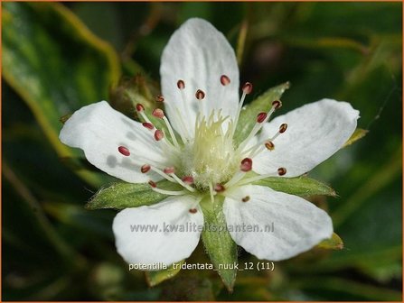 Potentilla tridentata &#039;Nuuk&#039; | Ganzerik, Vijfvingerkruid | Dreiz&auml;hniges Fingerkraut