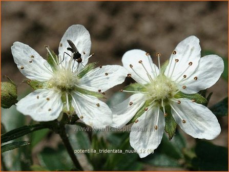 Potentilla tridentata &#039;Nuuk&#039; | Ganzerik, Vijfvingerkruid | Dreiz&auml;hniges Fingerkraut