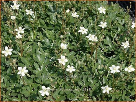 Potentilla tridentata &#039;Nuuk&#039; | Ganzerik, Vijfvingerkruid | Dreiz&auml;hniges Fingerkraut