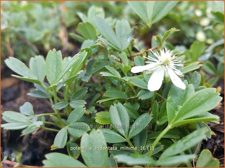 Potentilla tridentata &#039;Nuuk&#039; | Ganzerik, Vijfvingerkruid | Dreiz&auml;hniges Fingerkraut