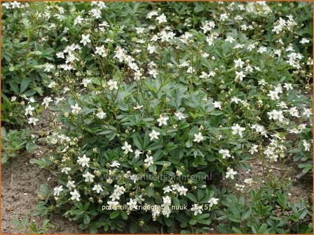 Potentilla tridentata &#039;Nuuk&#039; | Ganzerik, Vijfvingerkruid | Dreiz&auml;hniges Fingerkraut