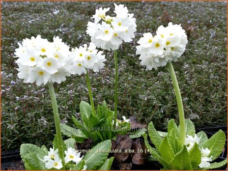 Primula denticulata &#039;Alba&#039; | Bolprimula, Kogelprimula, Sleutelbloem | Kugelprimel