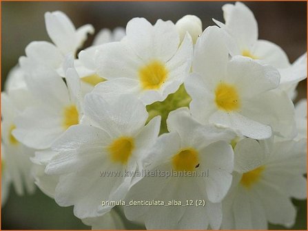 Primula denticulata &#039;Alba&#039; | Bolprimula, Kogelprimula, Sleutelbloem | Kugelprimel