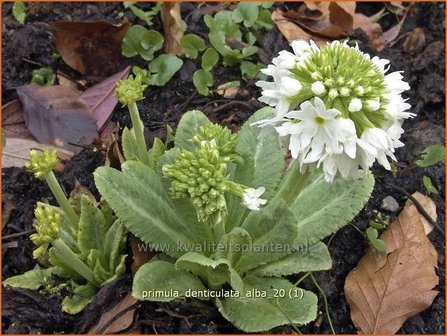 Primula denticulata &#039;Alba&#039; | Bolprimula, Kogelprimula, Sleutelbloem | Kugelprimel