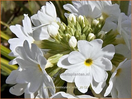 Primula denticulata &#039;Alba&#039; | Bolprimula, Kogelprimula, Sleutelbloem | Kugelprimel