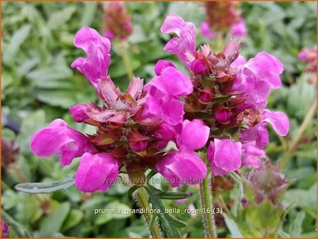 Prunella grandiflora &#039;Bella Rose&#039; | Brunel, Bijenkorfje | Gro&szlig;bl&uuml;tige Braunelle