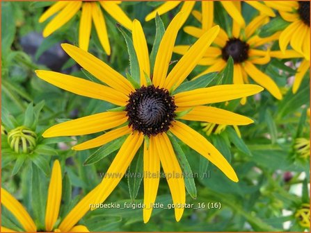 Rudbeckia fulgida 'Little Goldstar' | Zonnehoed | Gew&ouml;hnlicher Sonnenhut