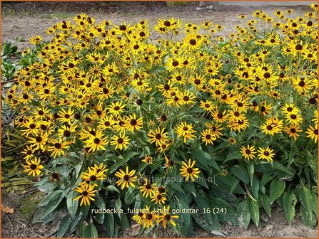 Rudbeckia fulgida 'Little Goldstar' | Zonnehoed | Gew&ouml;hnlicher Sonnenhut