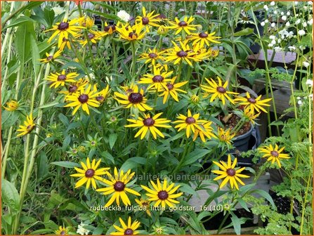 Rudbeckia fulgida 'Little Goldstar' | Zonnehoed | Gew&ouml;hnlicher Sonnenhut