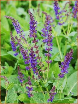 Salvia nemorosa &#039;Mainacht&#039; | Bossalie, Salie, Salvia | Steppensalbei