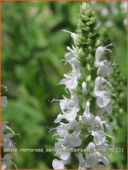 Salvia nemorosa &#039;Sensation Compact White&#039; | Bossalie, Salie, Salvia | Steppensalbei