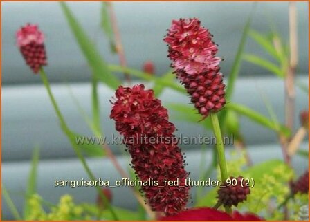 Sanguisorba officinalis &#039;Red Thunder&#039; | Pimpernel, Sorbenkruid | Gro&szlig;er Wiesenknopf