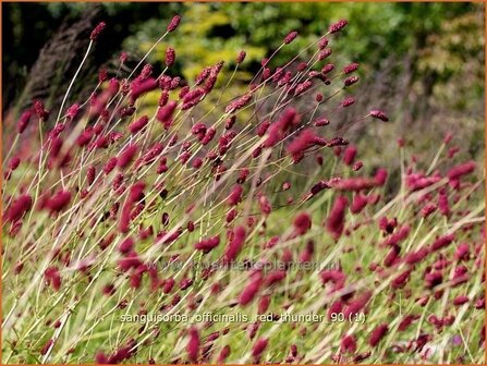 Sanguisorba officinalis &#039;Red Thunder&#039; | Pimpernel, Sorbenkruid | Gro&szlig;er Wiesenknopf