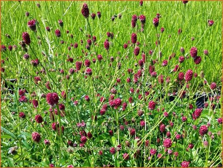 Sanguisorba officinalis &#039;Red Thunder&#039; | Pimpernel, Sorbenkruid | Gro&szlig;er Wiesenknopf