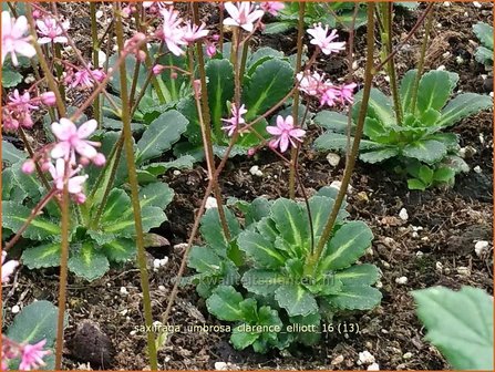 Saxifraga umbrosa &#039;Clarence Elliott&#039; | Schildersverdriet, Menistenzusje, Steenbreek | Porzellanbl&uuml;mchen