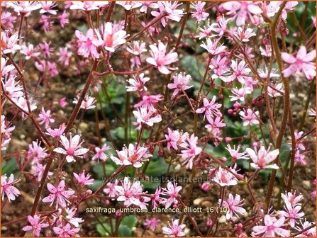 Saxifraga umbrosa &#039;Clarence Elliott&#039; | Schildersverdriet, Menistenzusje, Steenbreek | Porzellanbl&uuml;mchen