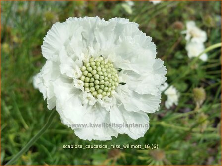 Scabiosa caucasica 'Miss Willmott' | Kaukasisch duifkruid, Duifkruid, Schurftkruid | Kaukasus Grindkraut