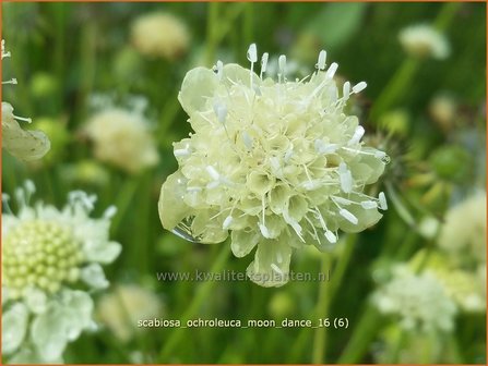Scabiosa ochroleuca &#039;Moon Dance&#039; | Duifkruid, Schurftkruid | Gelbe Skabiose