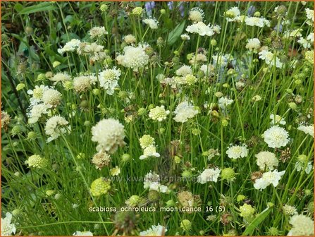 Scabiosa ochroleuca &#039;Moon Dance&#039; | Duifkruid, Schurftkruid | Gelbe Skabiose