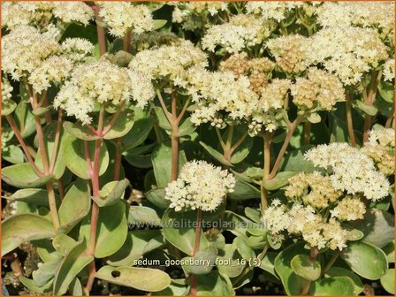 Sedum 'Gooseberry Fool' | Hemelsleutel, Vetkruid | Fettblatt