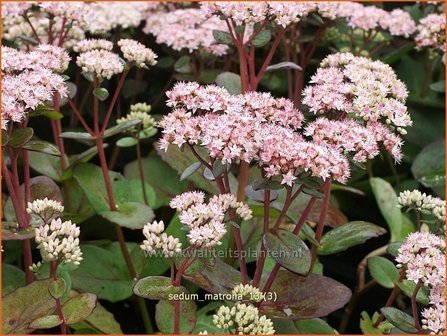 Sedum &#039;Matrona&#039; | Hemelsleutel, Vetkruid | Fettblatt