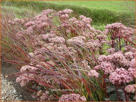 Sedum &#039;Matrona&#039; | Hemelsleutel, Vetkruid | Fettblatt