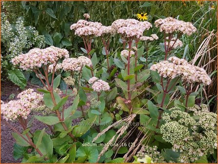 Sedum &#039;Matrona&#039; | Hemelsleutel, Vetkruid | Fettblatt