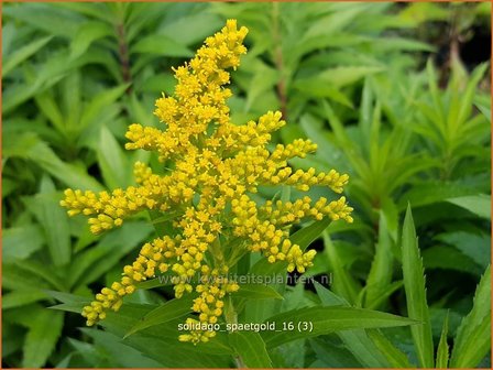 Solidago &amp;#39;Sp&auml;tgold&amp;#39;