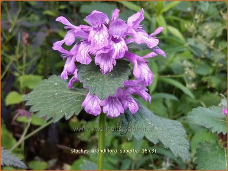 Stachys grandiflora 'Superba' | Andoorn | Gro&szlig;bl&uuml;tiger Ziest
