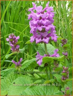 Stachys grandiflora 'Superba' | Andoorn | Gro&szlig;bl&uuml;tiger Ziest