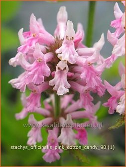 Stachys officinalis &#039;Pink Cotton Candy&#039; | Betonie, Koortskruid, Andoorn | Echter Ziest
