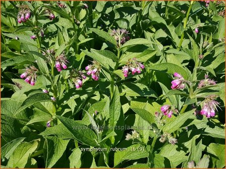 Symphytum rubrum | Smeerwortel | Rotbl&uuml;hender Beinwell