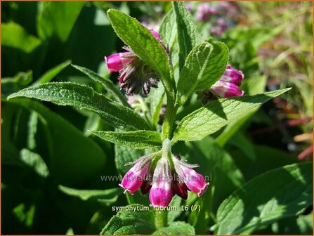 Symphytum rubrum | Smeerwortel | Rotbl&uuml;hender Beinwell