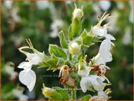 Teucrium chamaedrys &#039;Album&#039; | Gamander | Echter Gamander