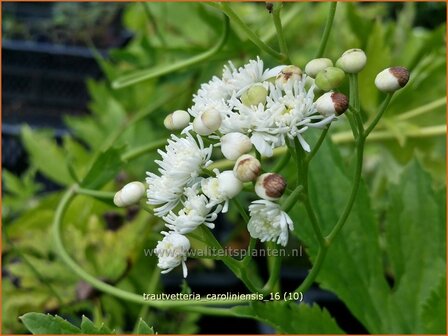 Trautvetteria caroliniensis | Waldraute
