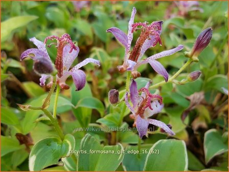 Tricyrtis formosana &#039;Gilt Edge&#039; | Armeluisorchidee, Paddenlelie | Formosa-Kr&ouml;tenlilie
