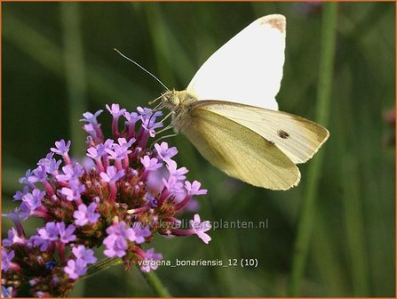 Verbena bonariensis | IJzerhard | Hohes Eisenkraut