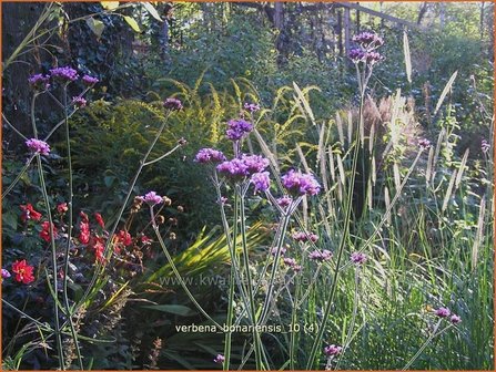 Verbena bonariensis | IJzerhard | Hohes Eisenkraut