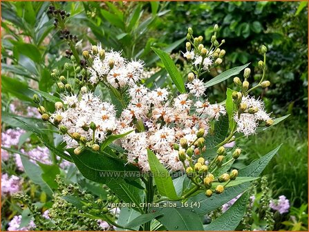 Vernonia crinita &#039;Alba&#039; | IJzerkruid | Arkansas-Scheinaster