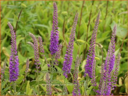 Veronica longifolia 'Eveline' | Lange ereprijs, Ereprijs | Langbl&auml;ttriger Ehrenpreis