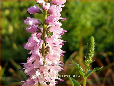 Veronica longifolia 'Pink Damask' | Lange ereprijs, Ereprijs | Langbl&auml;ttriger Ehrenpreis