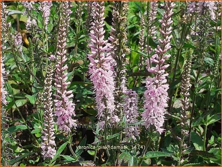 Veronica longifolia 'Pink Damask' | Lange ereprijs, Ereprijs | Langbl&auml;ttriger Ehrenpreis