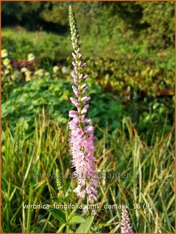 Veronica longifolia 'Pink Damask' | Lange ereprijs, Ereprijs | Langbl&auml;ttriger Ehrenpreis