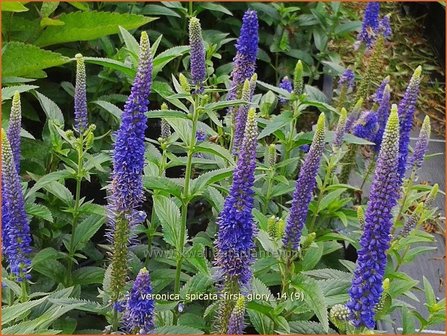 Veronica spicata 'First Glory' | Aarereprijs, Ereprijs | &Auml;hren-Ehrenpreis