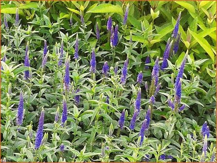 Veronica spicata 'First Glory' | Aarereprijs, Ereprijs | &Auml;hren-Ehrenpreis