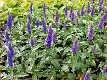 Veronica spicata 'First Glory' | Aarereprijs, Ereprijs | &Auml;hren-Ehrenpreis