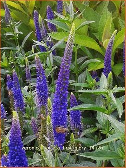 Veronica spicata 'First Glory' | Aarereprijs, Ereprijs | &Auml;hren-Ehrenpreis