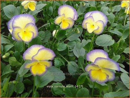 Viola cornuta &#039;Etain&#039; | Hoornviooltje, Viooltje | Hornveilchen
