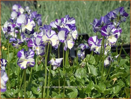 Viola cornuta &#039;Rebecca Cawthorne&#039; | Hoornviooltje, Viooltje | Hornveilchen