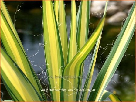 Yucca filamentosa 'Color Guard' | Palmlelie | F&auml;dige Palmlilie